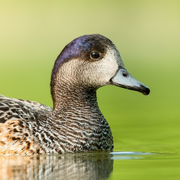 Wigeon de Chiloé en un lago con fondo suave