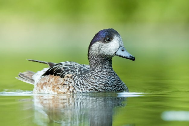 Wigeon de Chiloé en un lago con fondo suave