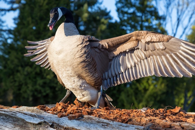 Wild Angry Goose está extendiendo sus alas para mostrar dominio