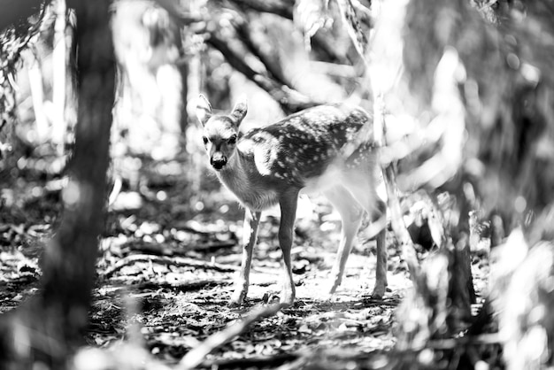 Wild bambi whitetailed joven corzo fawn capreolus buck concepto animal de vida silvestre