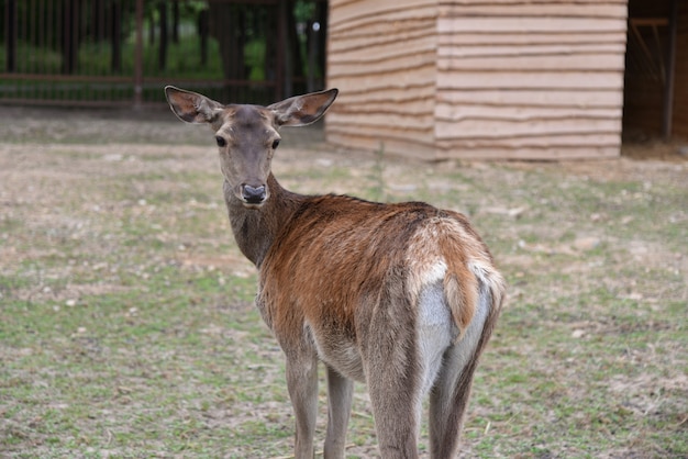 Wild beschmutzte Rotwild im Zoo