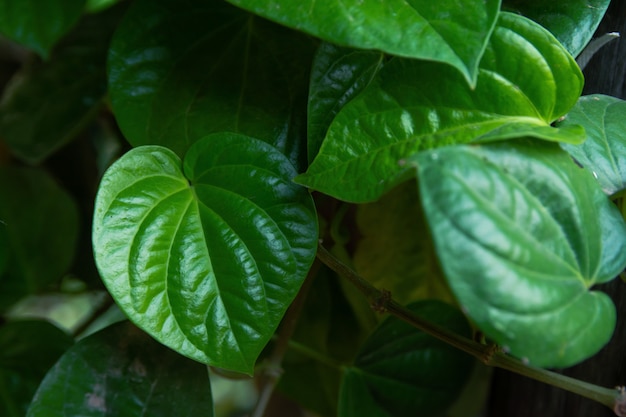 Wild Betel Leafbush grünes Blatt (Piper Sarmentosum Roxb.)