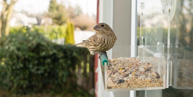 Foto wild bird lands window feeder outdoor urban wildlife