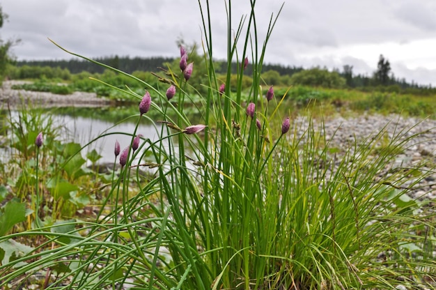 Wild blühende Zwiebel