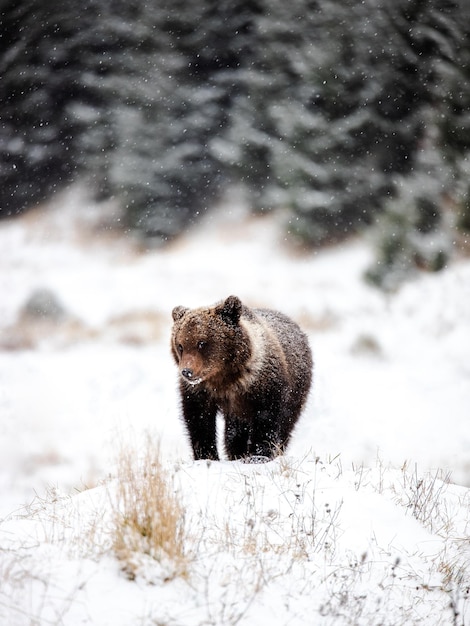 Wild brauner Bär im schneebedeckten Waldtier schaut auf die Kamera, die im Wald schneit
