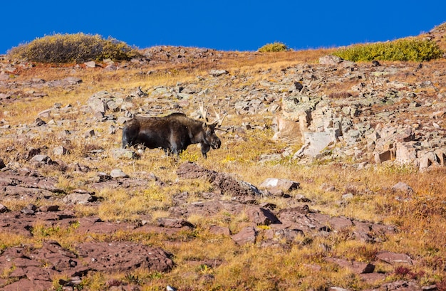 Wild Bull Moose em montanhas de outono, Colorado, EUA