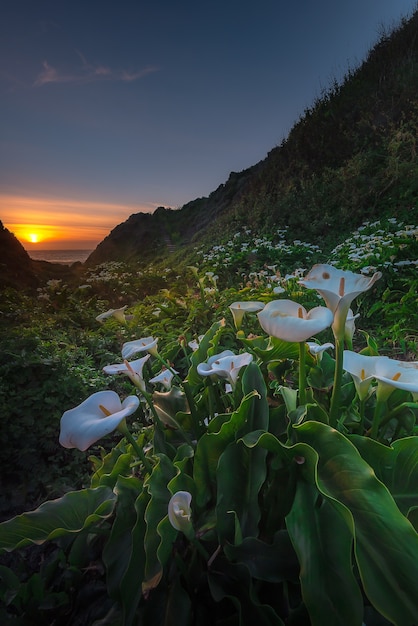 Wild Calla Lilly durante la puesta de sol