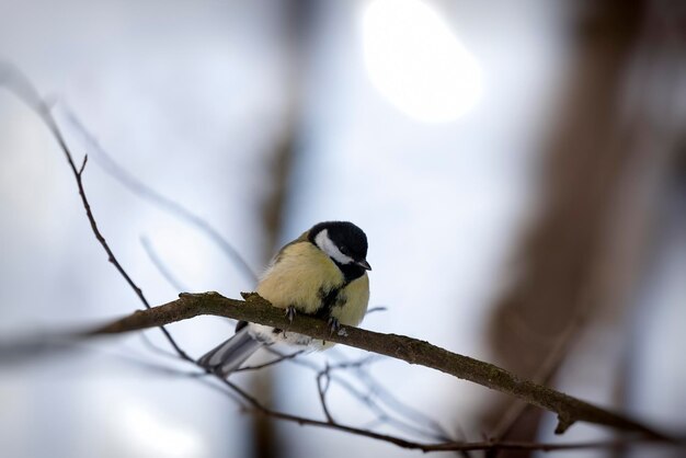 Wild-Chickadee im Winter