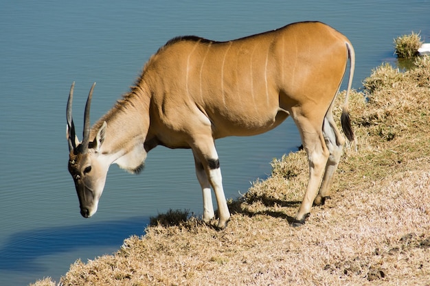 Wild Common Eland (oder Antilope) Trinkwasser aus einem Teich in einem Wildreservat