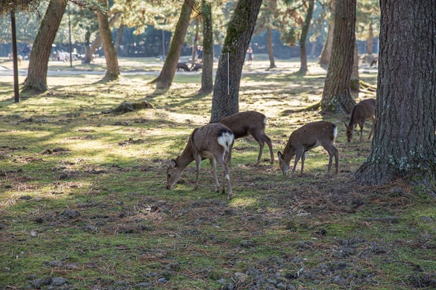 Wild deer in nara park, local de viagem popular na região de kansai, no japão