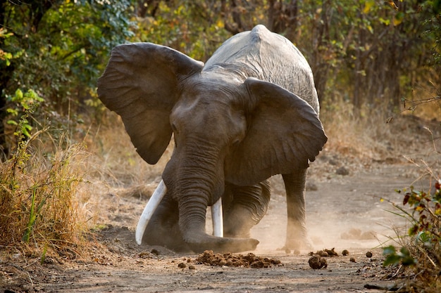 Wild Elephant arroja el polvo