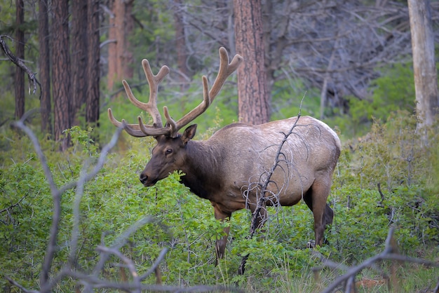 Wild Elk no Parque Nacional