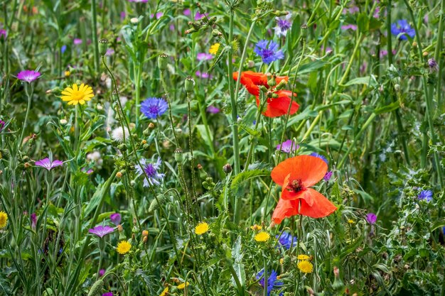 Wild Flowers