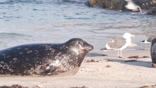 Wild gefleckte Pelzrobbenkolonie, pazifische Hafenseelöwen ruhen, sandiger Meeresstrand, La Jolla Wildlife, kalifornische Küste, USA. Kolonie oder Herde von Meerestieren im natürlichen Lebensraum am Wasser. Möwenvögel.