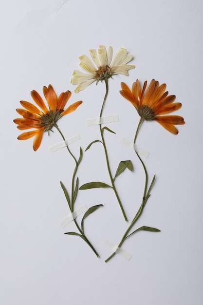 Wild gepresste Trockenblumen auf weißem Hintergrund Schönes Herbarium