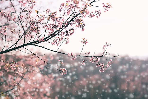 Wild Himalayan Cherry Blossom, hermosa flor de sakura rosa en invierno con paisaje nevado