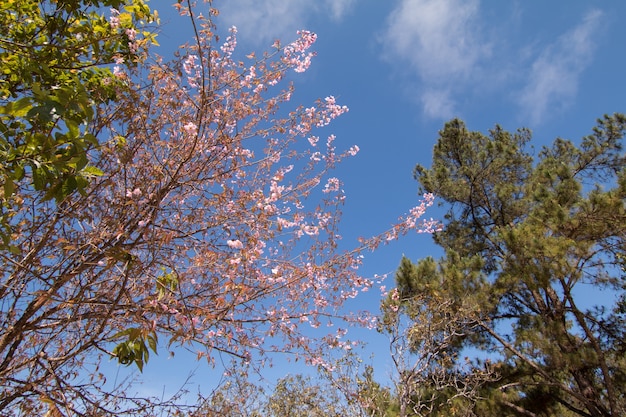 Wild Himalayan Cherry spring flor com fundo de céu azul