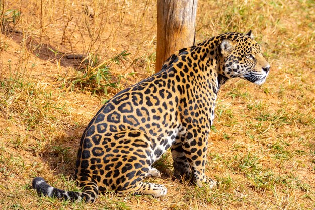 Wild Jaguar Panthera onca en retrato y enfoque selectivo