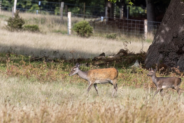 Wild Japanese Sika Deer Hind Cervus nippon e bebê vagando em Dorset
