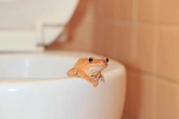 Wild lebende Tiere dringen in das Haus ein, Frosch im Badezimmer