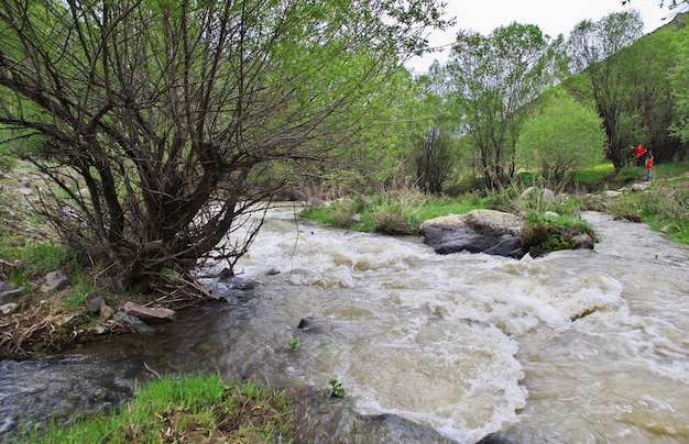 Wild lebende Tiere im Kaukasus, Armenien