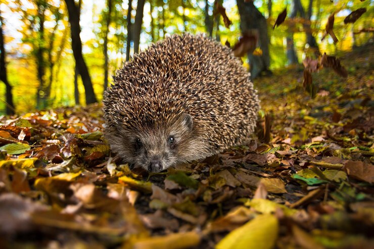 Foto wild lebender europäischer igel im herbst auf nahrungssuche