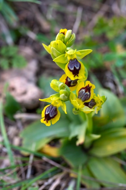 Wild orchidee, ophrys lutea, Izmir - Türkei