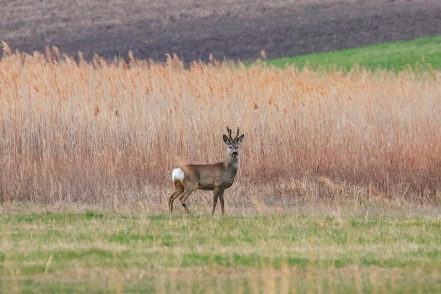 Wild Roe Deer Buck em um campo