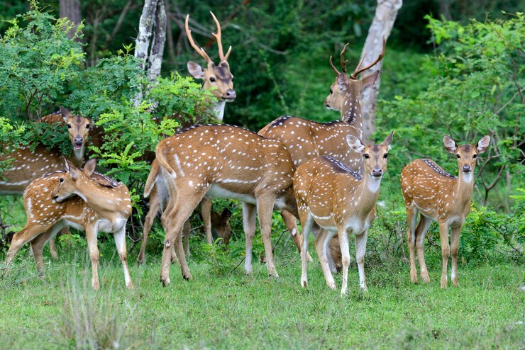 Foto wild spotted rehe im yala nationalpark, sri lanka sri