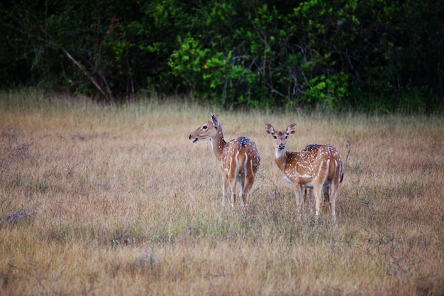 Wild Spotted Rehe im Yala Nationalpark, Sri Lanka