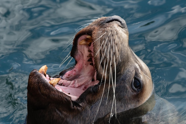 Wild steller sea lion com boca aberta e presas de dentes nada na água fria do oceano pacífico