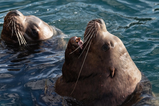 Wild Steller Sea Lion oder Northern Sea Lion (Eumetopias Jubatus) mit offenem Mund und Zähnen schwimmt in kalten Wellen im Pazifischen Ozean. Avacha Bay, Halbinsel Kamtschatka, Russischer Ferner Osten, Eurasien.