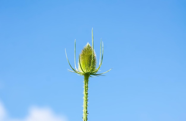 Wild Teasel Dipsacus fullonum planta