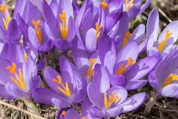 Wild Violet Croci o Crocus Sativus a principios de la primavera. Azafranes alpinos florecen en las montañas. Paisaje de primavera