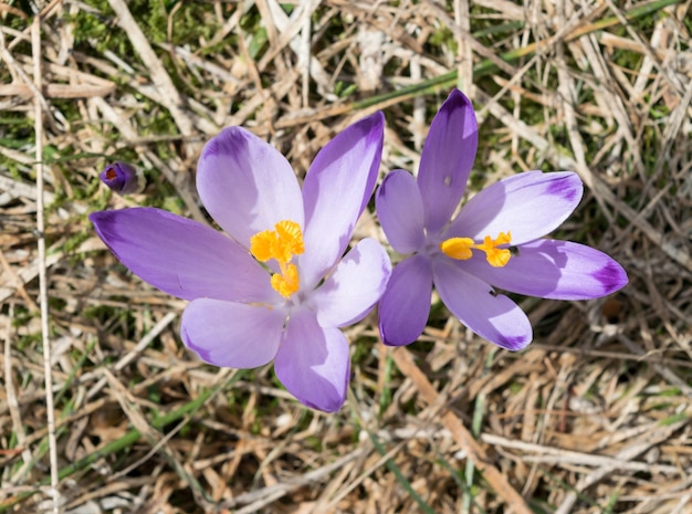 Wild Violet Croci o Crocus Sativus a principios de la primavera. Azafranes alpinos florecen en las montañas. Paisaje de primavera