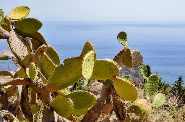 wild wachsende Kaktusfeigen in den Hügeln in Italien