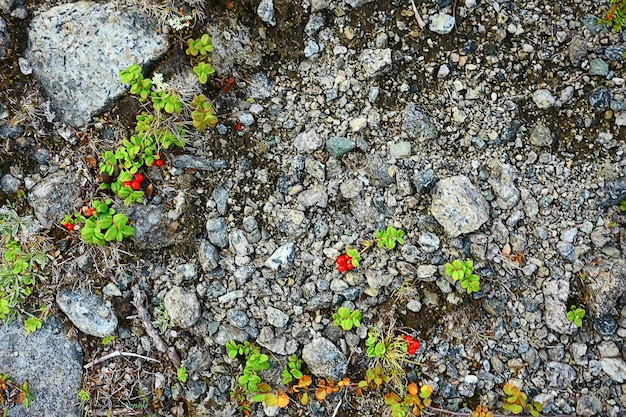 wild wachsende rote Beeren Natur Hintergrund Norden