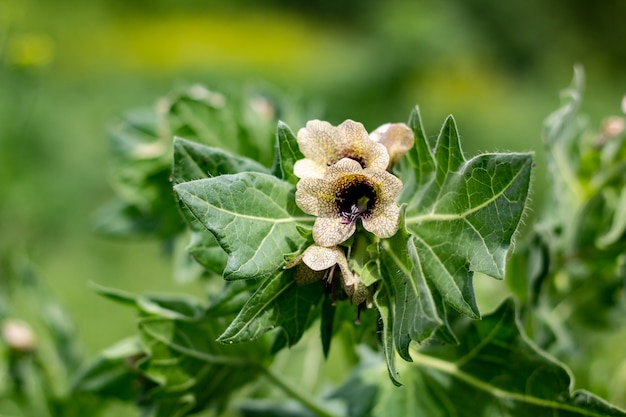 Wild wachsendes giftiges Kraut Hyoscyamus. Beige Blume mit lila Adern und Blättern