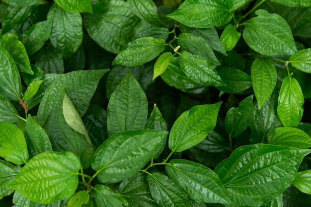 Wildbetal Leafbush (Piper sarmentosum Roxb) deixa o fundo verde