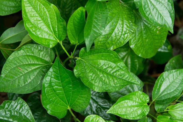 Wildbetal Leafbush (Piper Sarmentosum Roxb) lässt grünen Hintergrund