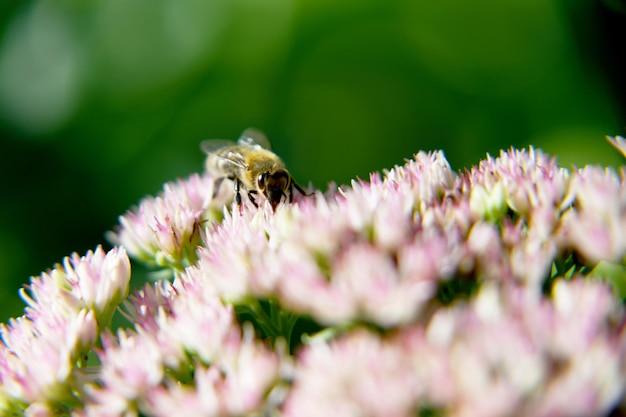 Foto wildbiene auf blüte mit nektar, die auf dem feld blüht landschaft landschaft, die aus biene besteht wild helle blüte, die auf dem feld blüht feld natürliches kraut es wildblüte, die auf dem land blüht mit biene