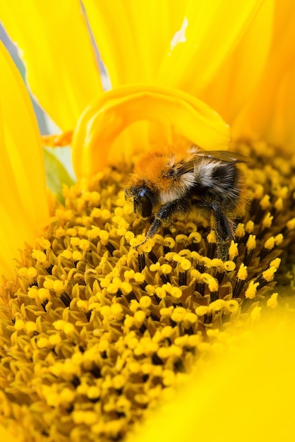 Wildbiene sammelt Pollen, Nektar in gelber Sonnenblumenblüte, selektiver Fokus