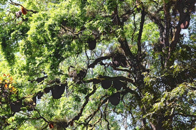 Wildbienen Bienenstock auf Baum