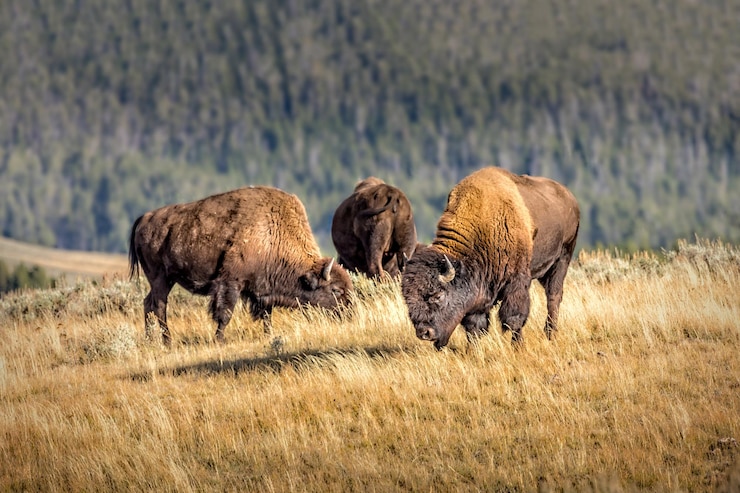 Foto wildbisonherde im yellowstone nationalpark