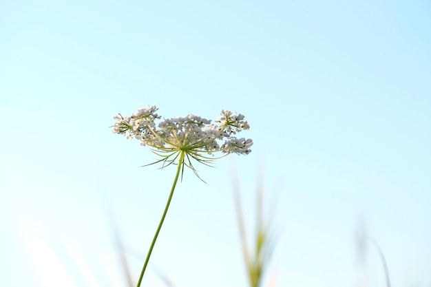 Wildblume auf blauem Himmel