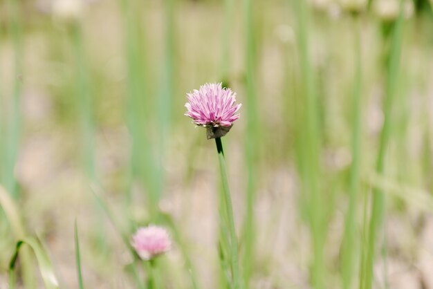 Wildblume auf dem Feld an einem wolkigen Tag