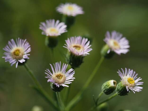 Wildblume auf einer Sommerwiese