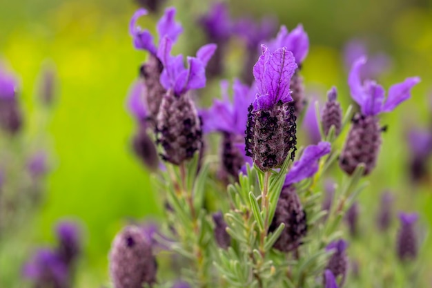 Foto wildblume, wissenschaftlicher name; lavandula stoechas