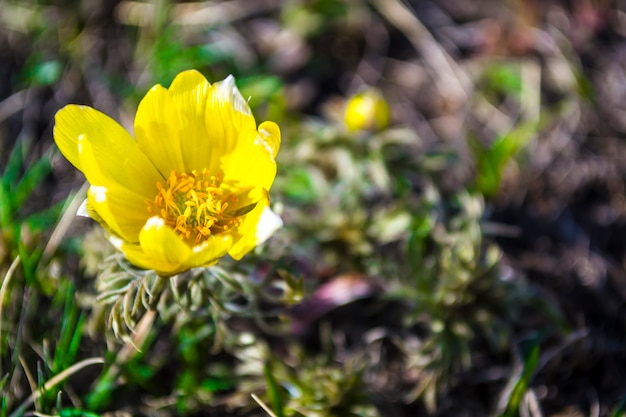 Wildblumen Adonis Frühling die ersten Blumen des Frühlings der Beginn eines neuen Lebens das Konzept eines b...