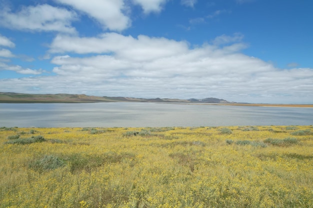 Wildblumen am Carrizo Plain National Monument und am Soda Lake